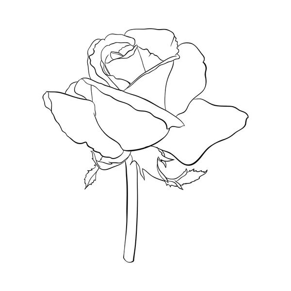 Hermosa rosa monocromática en blanco y negro aislado — Vector de stock