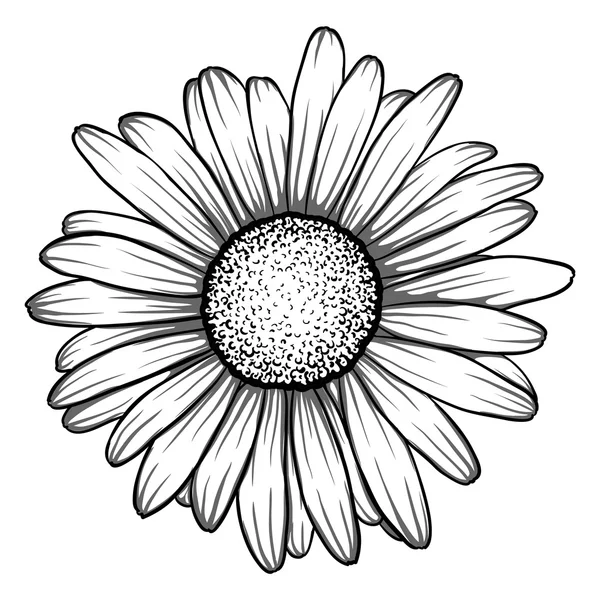 Beautiful monochrome, black and white daisy flower isolated. Διάνυσμα Αρχείου