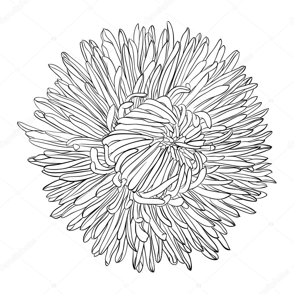 beautiful monochrome, black and white aster flower isolated. 