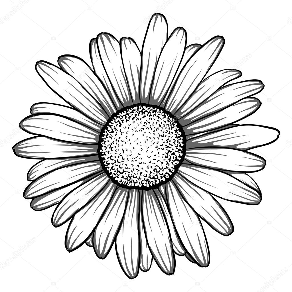 beautiful monochrome, black and white daisy flower isolated.