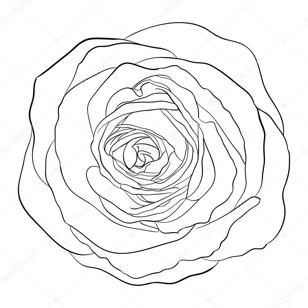 Beautiful monochrome black and white rose isolated