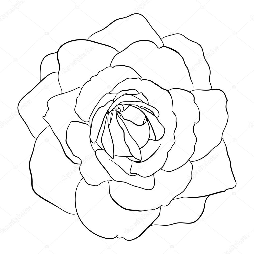 Beautiful monochrome black and white rose isolated 