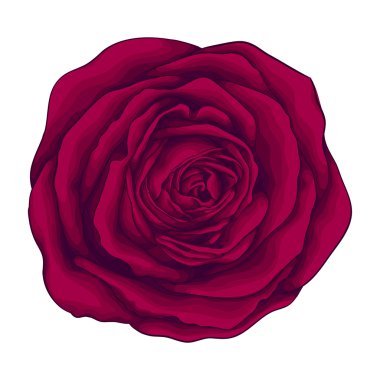 Beyaz arkaplanda izole edilmiş güzel kırmızı gül.