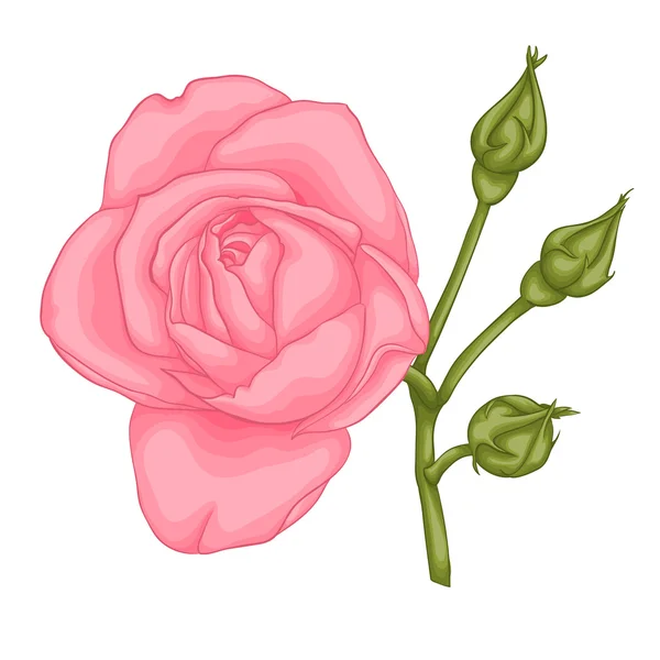 Όμορφο κόκκινο τριαντάφυλλο απομονωμένο σε λευκό φόντο. — Διανυσματικό Αρχείο