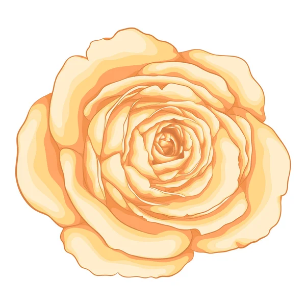 Belle rose isolée sur fond blanc. — Image vectorielle