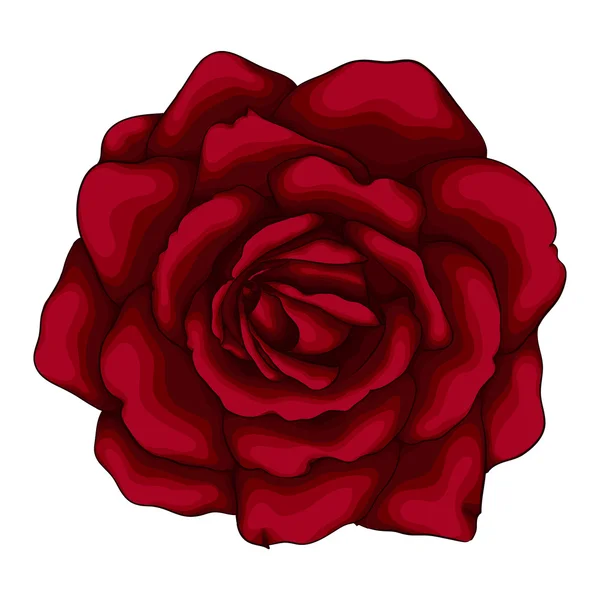 Belle rose rouge isolée sur fond blanc. — Image vectorielle