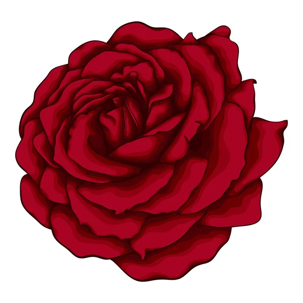 Hermosa rosa roja aislada sobre fondo blanco. — Archivo Imágenes Vectoriales