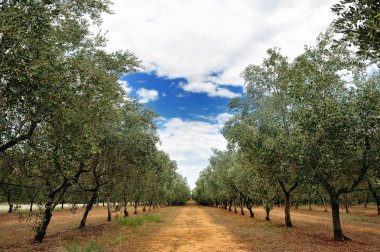 Zeytin ağaçları satırda bir bulutlu yaz günü Tuscany kırsal, Toscana, Italy