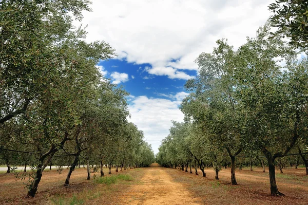 Z oliwek drzew wiersz w dzień pochmurny lato w Toskanii wsi, Toscana, Włochy — Zdjęcie stockowe