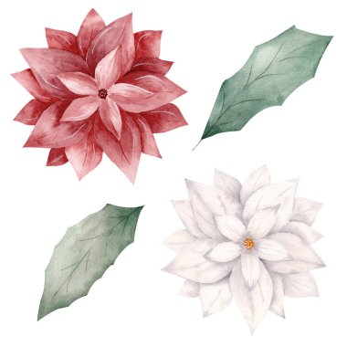 Suluboya kırmızı ve beyaz Noel çiçekleri ve yeşillik yaprakları. Elle boyanmış resim.