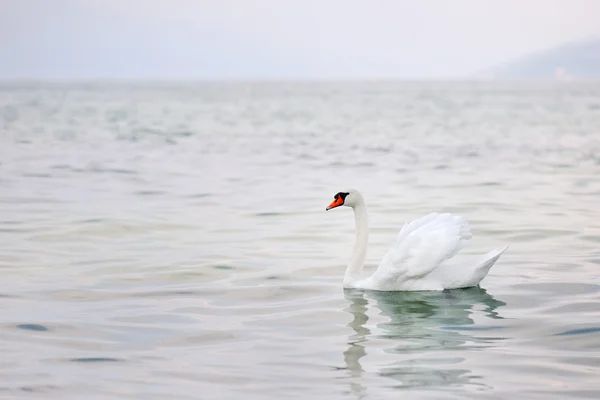 White swan in Garda lake, Italy — Stock Photo, Image