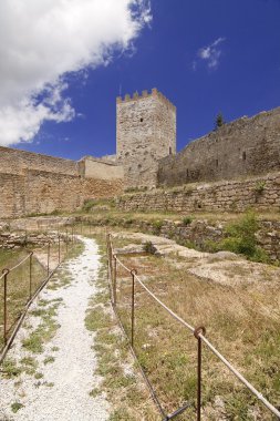 Lombardy kale nonies