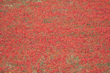 Haşhaş arka plan BIS