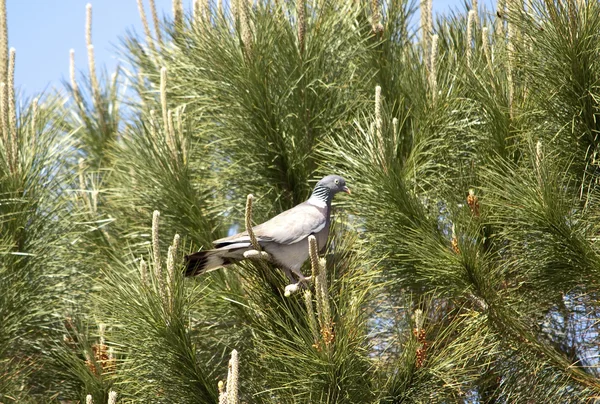 Common wood pigeon — Stock Photo, Image