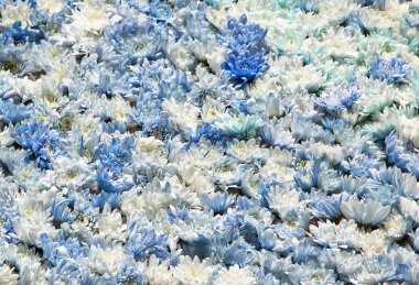 mavi çiçekler arka plan