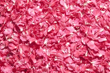 Pembe yaprakları ter