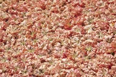 pembe yaprakları arka plan