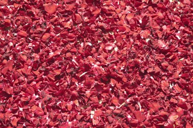 Kırmızı yaprakları BIS