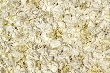 Beyaz yaprakları ter