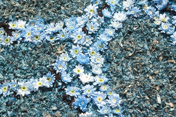 蓝色的花朵之二 — 图库照片