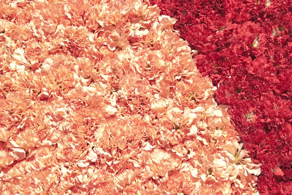 红色和粉色的花朵 — 图库照片