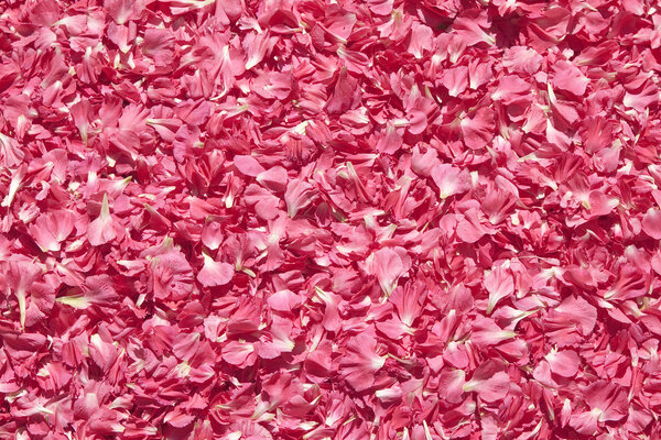 Pink petals bis Royalty Free Stock Photos
