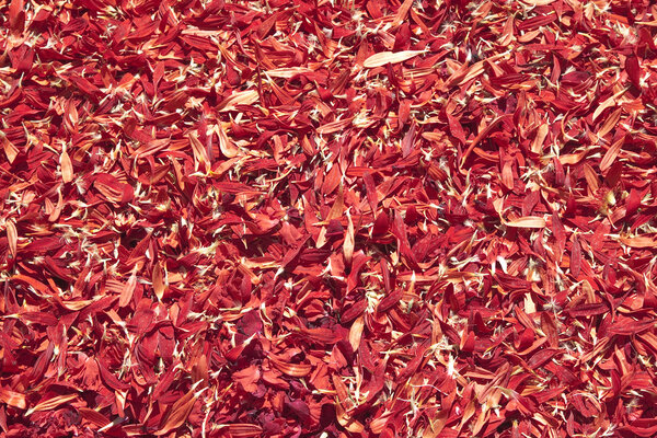 Red petals background Stock Photo