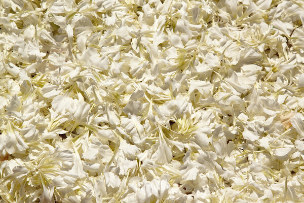White petals bis Stock Image