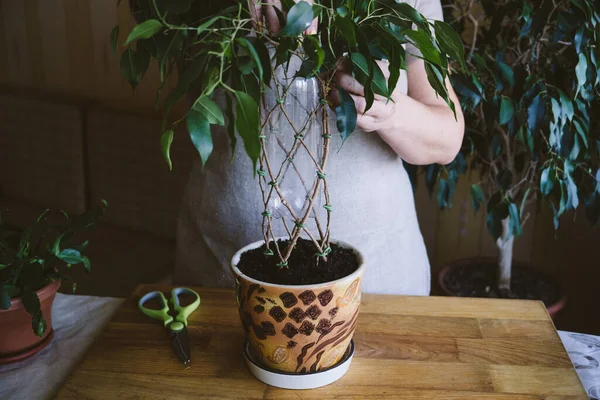 Wie man weinende Feigenpflanzenstiele webt. Methoden und Muster des Webens von Ficus Benjamina zu Hause. Frau webt Stängel aus Zimmerpflanze — Stockfoto