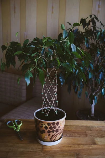 How to Weave weeping fig Plant Stem. Methods and patterns of weaving ficus Benjamina at home. Woman weaves Stems of houseplant — Stock Image How to Weave weeping fig Plant Stem. Methods and patterns of weaving ficus Benjamina at home. Woman weaves Stems of houseplant Royalty Free Stock Photos