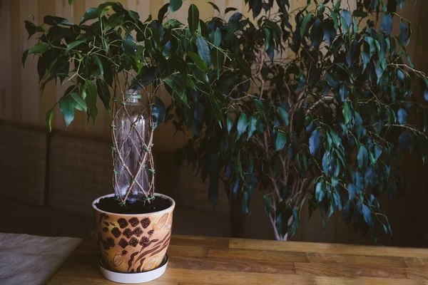 Bagaimana Weave menangis ara Tanaman Stem. Metode dan pola menenun ficus Benjamina di rumah. Wanita menenun Bentuk tanaman rumah tangga — Stok Foto