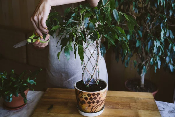 How to Weave weeping fig Plant Stem. Methods and patterns of weaving ficus Benjamina at home. Woman weaves Stems of houseplant — Stock Image How to Weave weeping fig Plant Stem. Methods and patterns of weaving ficus Benjamina at home. Woman weaves Stems of houseplant Stock Picture