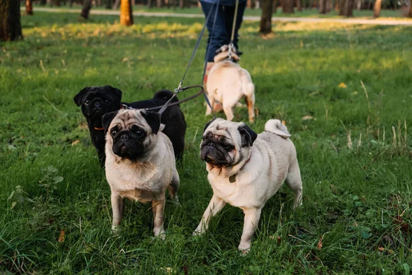 Hundeauslauf. Professionelle Hundeführer, die Hunde im herbstlichen Sonnenuntergangspark spazieren führen. Mit dem Rudel Möpse durch den Stadtpark — Stockfoto