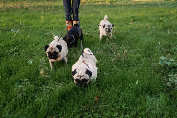 Dog walking. Professional dog walker walking dogs in autumn sunset park. Walking the pack array of pugs on city park