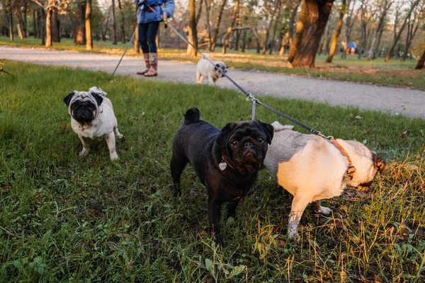 Hundeauslauf. Professionelle Hundeführer, die Hunde im herbstlichen Sonnenuntergangspark spazieren führen. Mit dem Rudel Möpse durch den Stadtpark — Stockfoto
