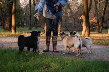 Köpek gezdirme. Sonbahar günbatımı parkında köpekleri gezdiren profesyonel bir köpek gezdiricisi. Şehir parkında bir dizi köpek geziyor.