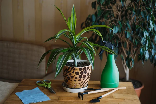 Zimmerpflanzenpflege im Frühling, Zimmerpflanzen aufwecken für den Frühling. Weibliche Hände sprühen und waschen die Blätter von Dracaena fragrans Zimmerpflanzen zu Hause. Gartenzimmer, Biophilie-Trend, Leben mit der Natur — Stockfoto