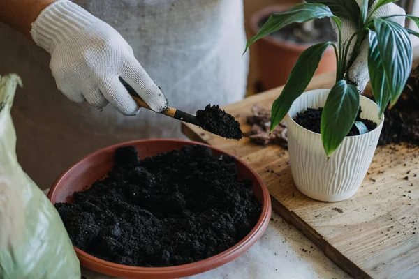 Spring Houseplant Care, Waking Up Indoor Plants voor de lente. Vrouw transplanteert plant in nieuwe pot thuis. Tuinplant Spathiphyllum — Stockfoto