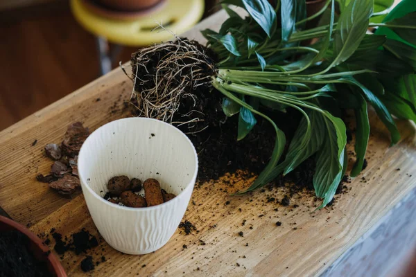 Bahar Evi Bakım Evi, İlkbahar İçin Kapalı Kalkış Bitkileri. Kadın evdeki yeni çömleğe bitki naklediyor. Bahçıvan nakil tesisi Spatthiphyllum