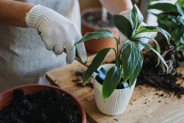 Spring Houseplant Care, Waking Up Indoor Plants for Spring. Woman is transplanting plant into new pot at home. Gardener transplant plant Spathiphyllum