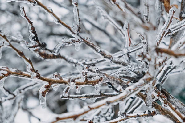 Chuva gelada, riscos de gelo. Ramo de árvore congelado na cidade de inverno. ramos de árvores geladas close-up. Gelo, arbustos congelados. Foco seletivo, bokeh — Fotografia de Stock