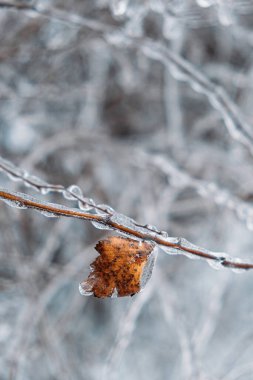 Donmuş Yağmur, Donmuş Tehlike. Kış şehrinde donmuş ağaç dalı. Buzlu ağaç dalları yakın plan. Buzlu, donmuş çalılar. Seçici odaklanma, bokeh