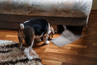Küçük Beagle Puppy çiğneme koltuğu, Mobilya. Yıkıcı Çiğneme Mobilyaları 'ndan Köpek Yavrusu' nu Nasıl Durdurursun? Beagle Puppy evde. Küçük Beagle yeni evinde bir köpek yetiştiriyor..