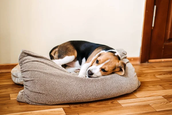 Welpenkrankheiten, Volkskrankheiten, auf die man bei Welpen achten muss. Kranker Beagle-Welpe liegt auf Hundebett auf dem Boden. Trauriger kranker Beagle zu Hause — Stockfoto