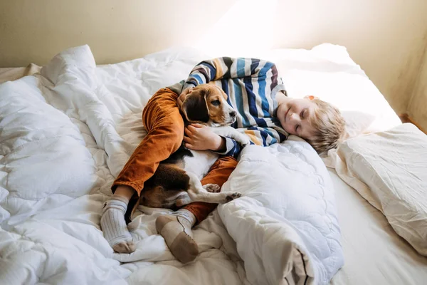 Najlepsze rasy psów dla dzieci, dobre psy rodzinne. Przedstawiam szczeniaki i dzieci. Cute little Beagle szczeniak i chłopiec bawiący się w łóżku w domu — Zdjęcie stockowe