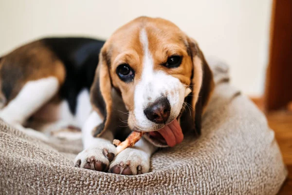 Dog Snack Kausticks für Welpen. Beagle-Welpen fressen Dog Snack Kausticks zu Hause. Beagle Eat, Hundeleckereien für Beagle — Stockfoto