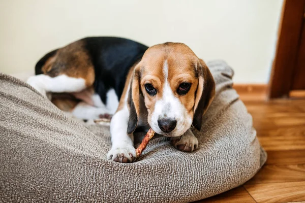 Hondensnack Kauwstokjes voor puppy 's. Beagle puppy eet Dog Snack Chewing Sticks thuis. Beagle Eat, Hondensnoepjes voor Beagles — Stockfoto