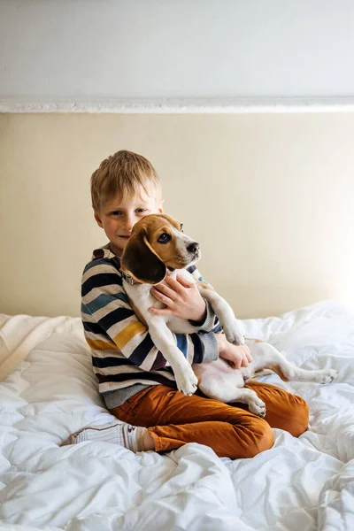 Najlepsze rasy psów dla dzieci, dobre psy rodzinne. Przedstawiam szczeniaki i dzieci. Cute little Beagle szczeniak i chłopiec bawiący się w łóżku w domu — Zdjęcie stockowe