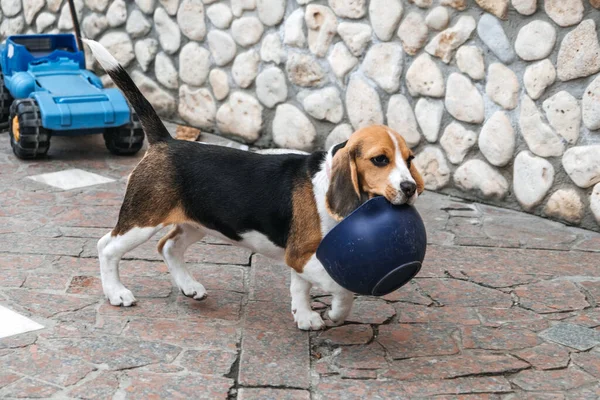 Spiele zum Spielen mit Beagle-Welpen. Wie unterhält man Welpen und erwachsene Beagle drinnen, lustige Möglichkeiten, Beagle zu trainieren. Niedliche kleine Welpen spielen mit Schüssel im Hinterhof — Stockfoto