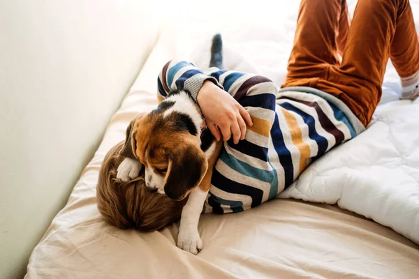 Najlepsze rasy psów dla dzieci, dobre psy rodzinne. Przedstawiam szczeniaki i dzieci. Cute little Beagle szczeniak i chłopiec bawiący się w łóżku w domu — Zdjęcie stockowe